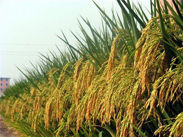袁隆平超级稻 每公顷17吨，筑牢粮食安全新基石