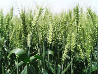 世界粮食日 美食爱好者的烹饪哲学，让每一粒粮食都成为佳肴