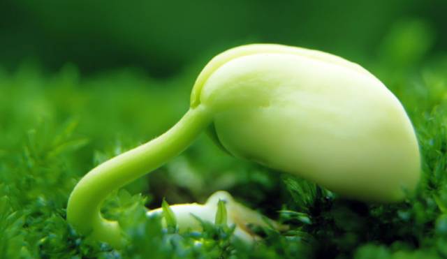 中国胃口渐大，大豆跃升农产品之王