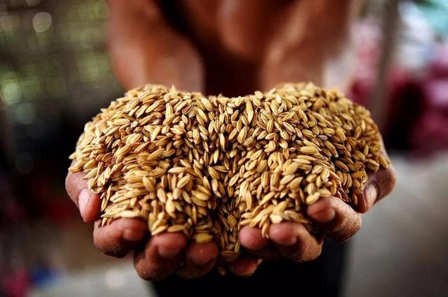 夏粮喜获丰收，筑牢粮食安全基石